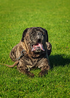 cane corso, dog, lying, grass, mammal, pets, canine, one animal HD wallpaper