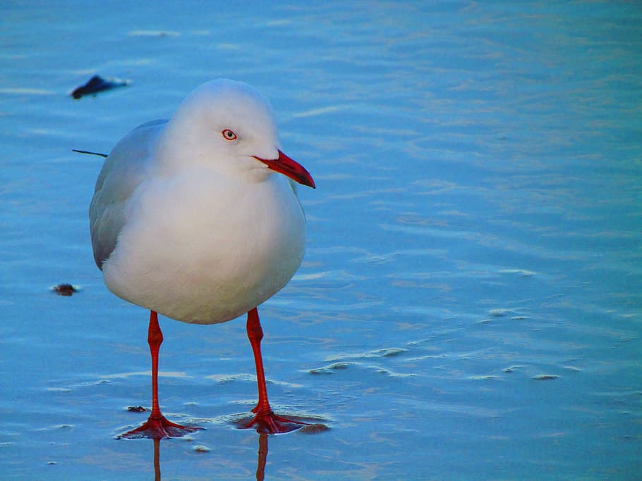Bird, Look, Stare, Wildlife, looking, animal, beak, feather HD wallpaper