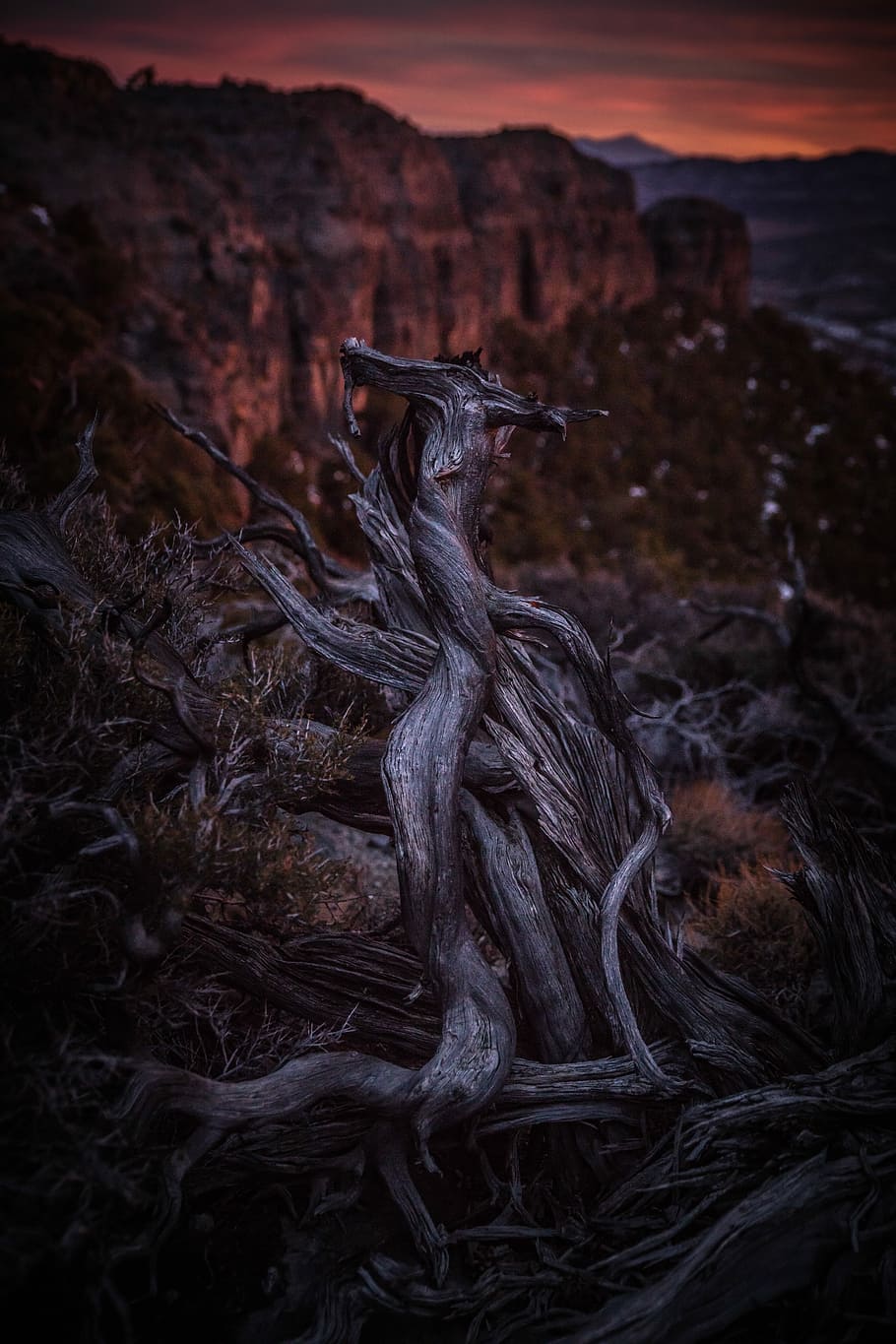 selective focus photograph of roots, bare tree during sunset HD wallpaper