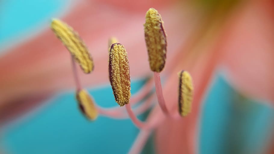 nature, closeup, desktop, summer, garden, flora, color, flower HD wallpaper