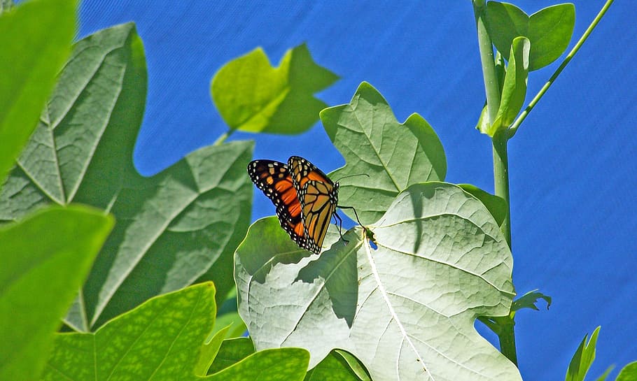 Butterfly, Monarch, Insect, Bug, Wings, wildlife, lepidoptera HD wallpaper