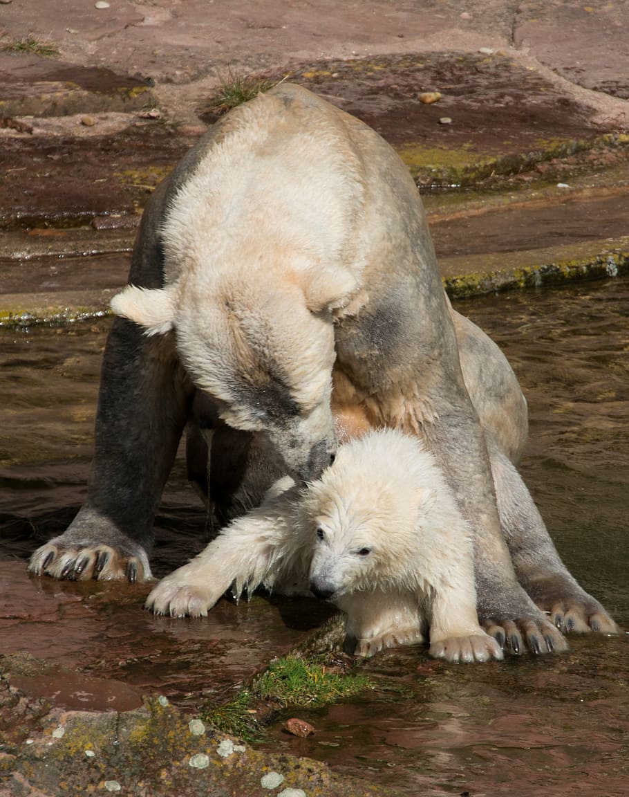 polar bear and cub on body of water, spring, young animal, charlotte, HD wallpaper
