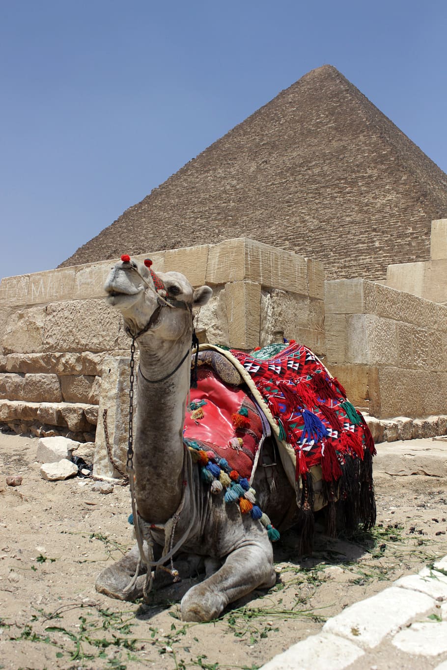 Egypt, Cairo, Eastern, Pyramid, Camel, eastern pyramid, arabic, HD wallpaper