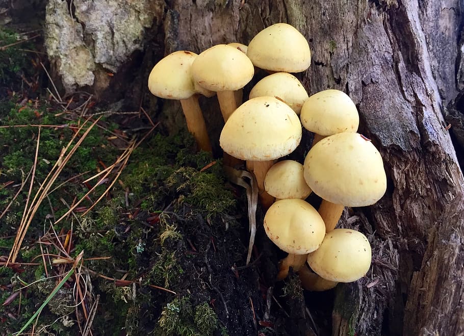 mushrooms, small, macro, fungi, fungus, yellow, cream, beige, HD wallpaper