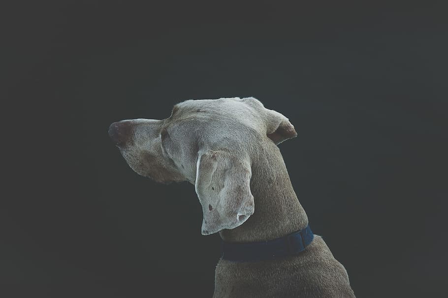 selective focus photography of short-coated white and tan dog, adult gray great dane