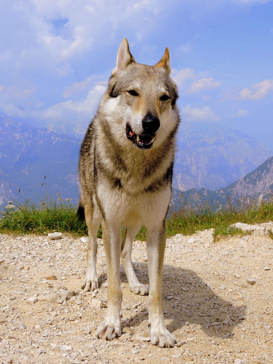 HD wallpaper: selective focus photography of Siberian husky, dog ...