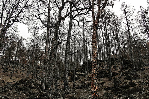burnt forest, fire, burnt mountain, tree, nature, outdoors HD wallpaper