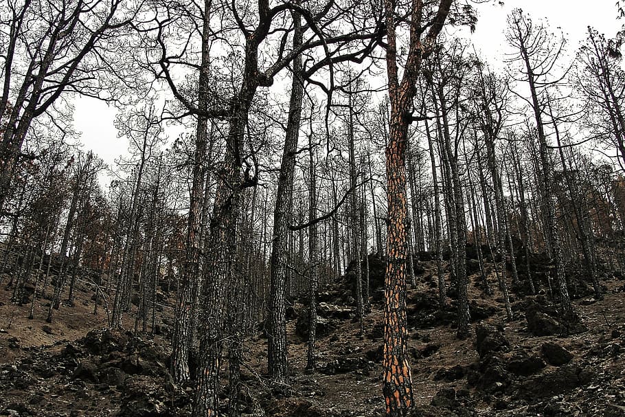 burnt forest, fire, burnt mountain, tree, nature, outdoors HD wallpaper