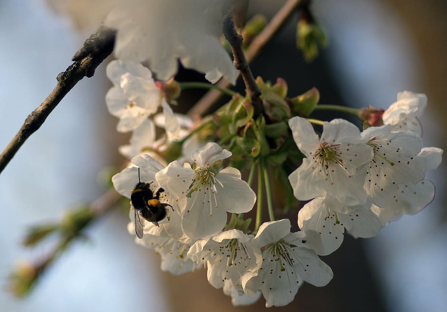 bourdon, cherry, flower, foraging, flowering, spring, white flowers HD wallpaper