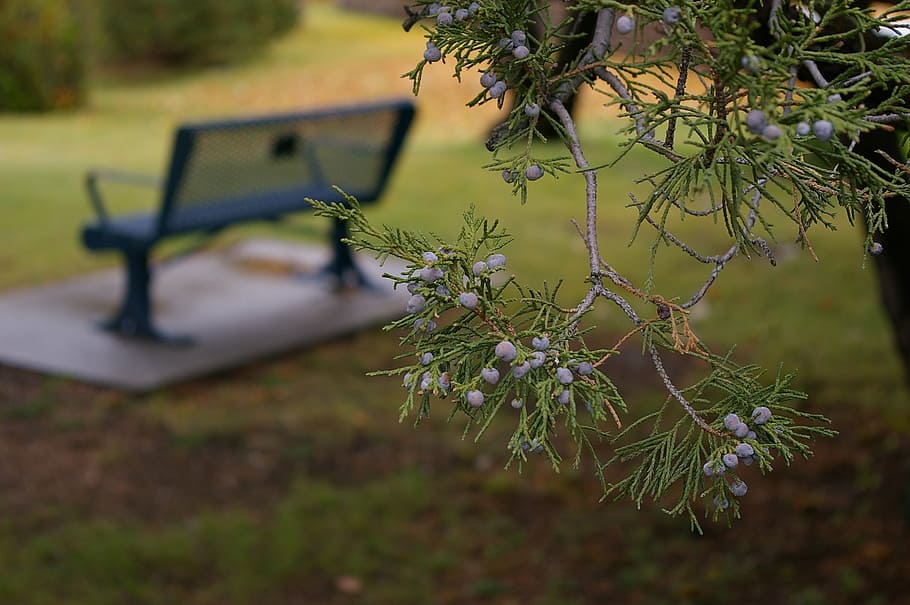 bench, park, park bench, grass, green, summer, nature, tree HD wallpaper