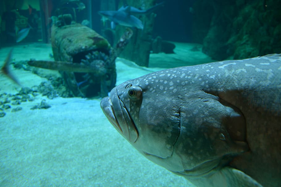 fish, nature, water, animal, animal themes, underwater, animal wildlife HD wallpaper