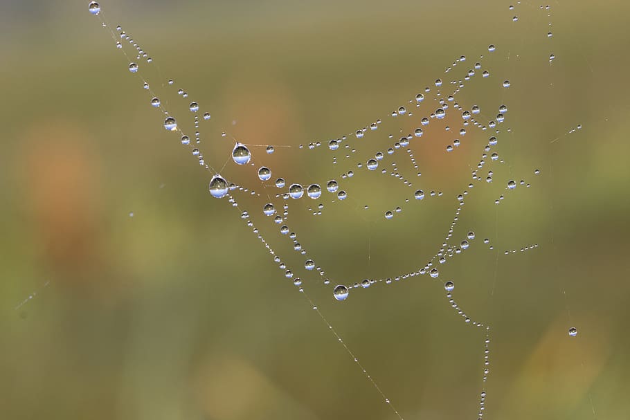 Cobweb, Network, Dew, Dewdrop, morgentau, drop of water, close HD wallpaper