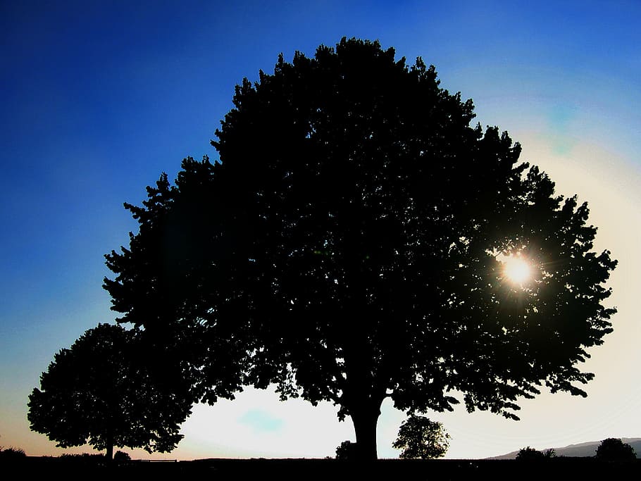 silhouette photography of tree, sun, setting, sunset, atmosphere, HD wallpaper