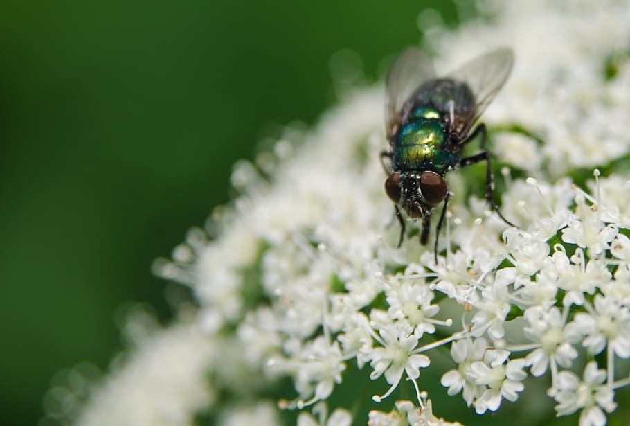 bug, plants, insect, leaf, nature, macrophotography, naturephotography HD wallpaper