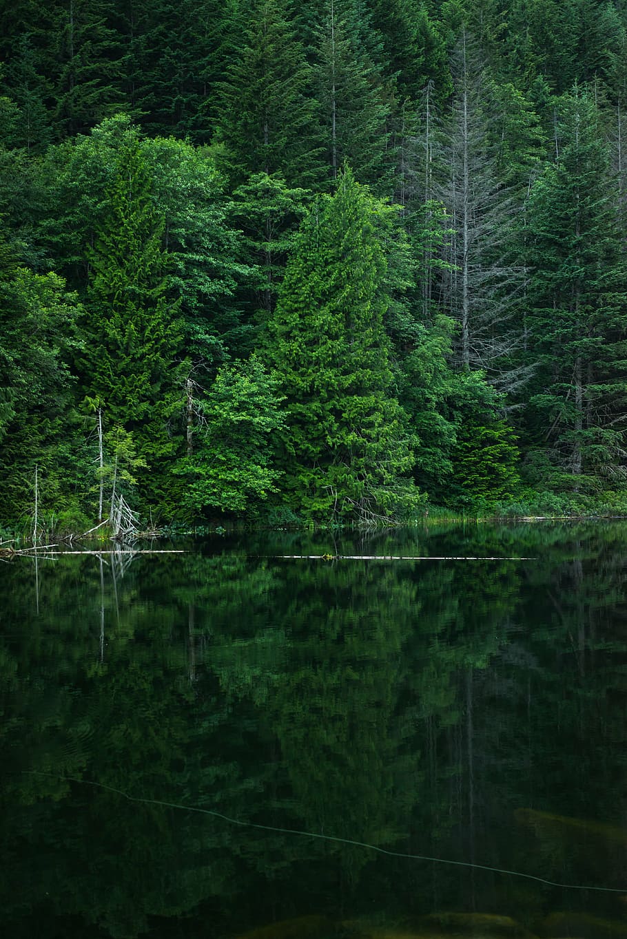 green trees with reflection on body of water at daytime, nature HD wallpaper