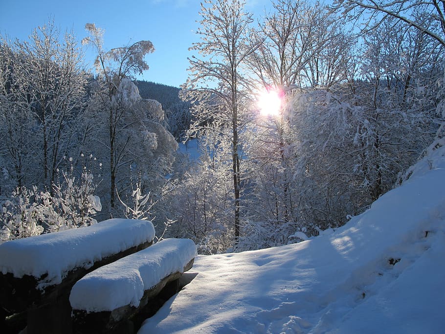 Wintry, Black Forest, Snow, Cold, landscape, winter, cold temperature HD wallpaper