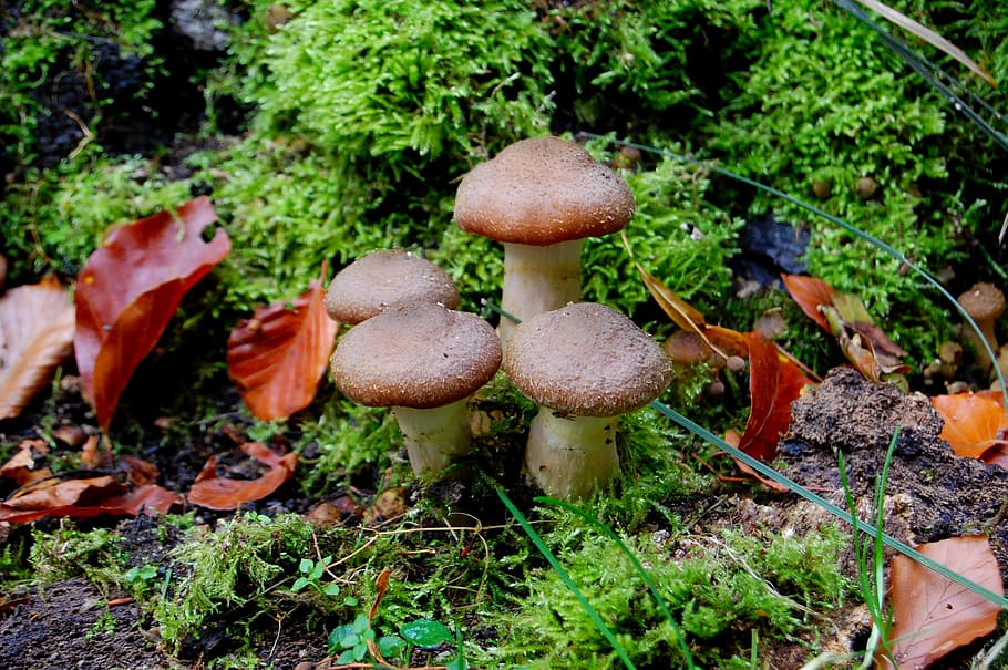 mushroom, rac, autumn, nature, mecklenburg, western pomerania, HD wallpaper
