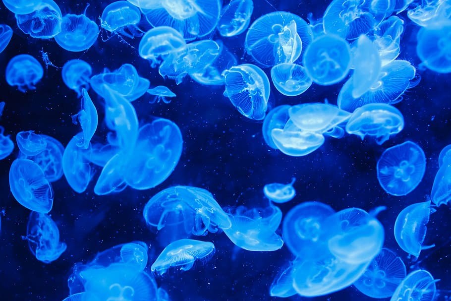 school of jellyfish, animal, blue, creature, danger, dark, deep HD wallpaper