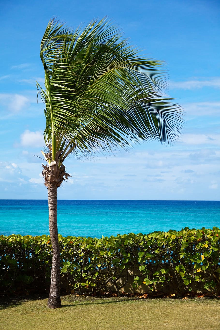 beach, beautiful, blue, coast, landscape, ocean, palm, paradise HD wallpaper