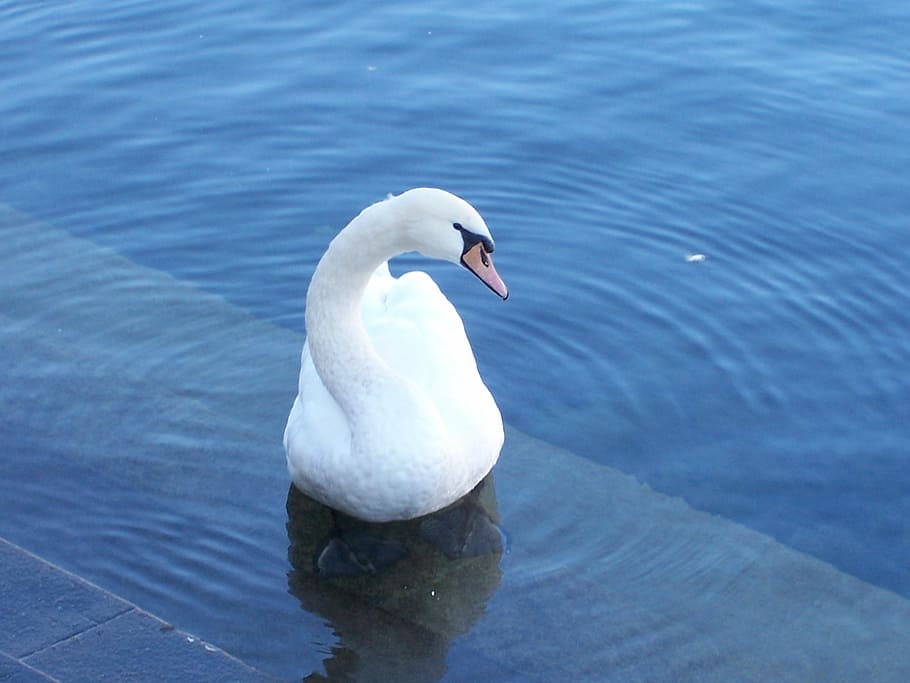 swan, lucerne, lake, bird, nature, water, animal, white, animal themes HD wallpaper
