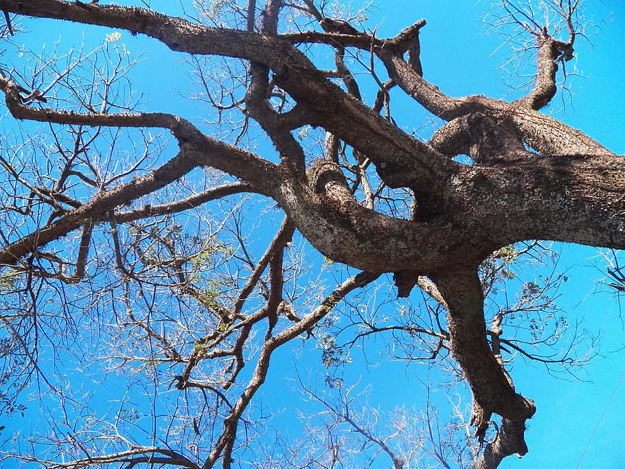 Tree, Twigs, Nature, Autumn, Fall, sky, branch, blue, outdoors HD wallpaper