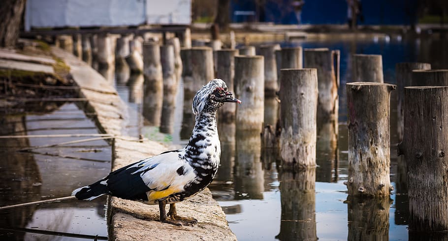 brown duck on concrete dock, white and black bird on wood, black, yellow HD wallpaper