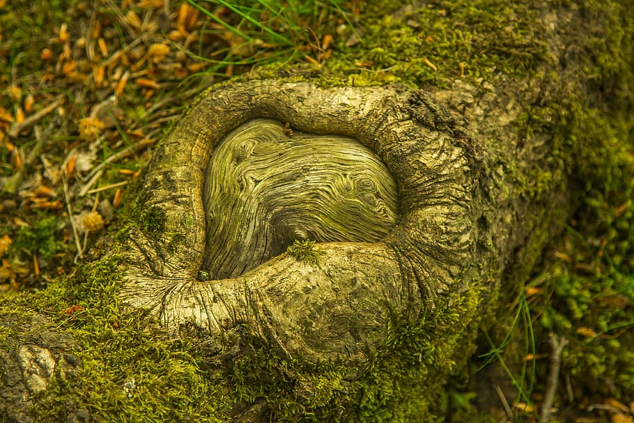 gray tree bark on soil, nature, forest, plant, green color HD wallpaper
