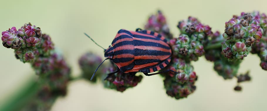insect, red, black, nature, striped, arthropod, animal themes HD wallpaper