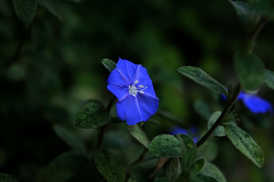blue flower cerrado, garden, nature, flowers, flowering plant, HD wallpaper