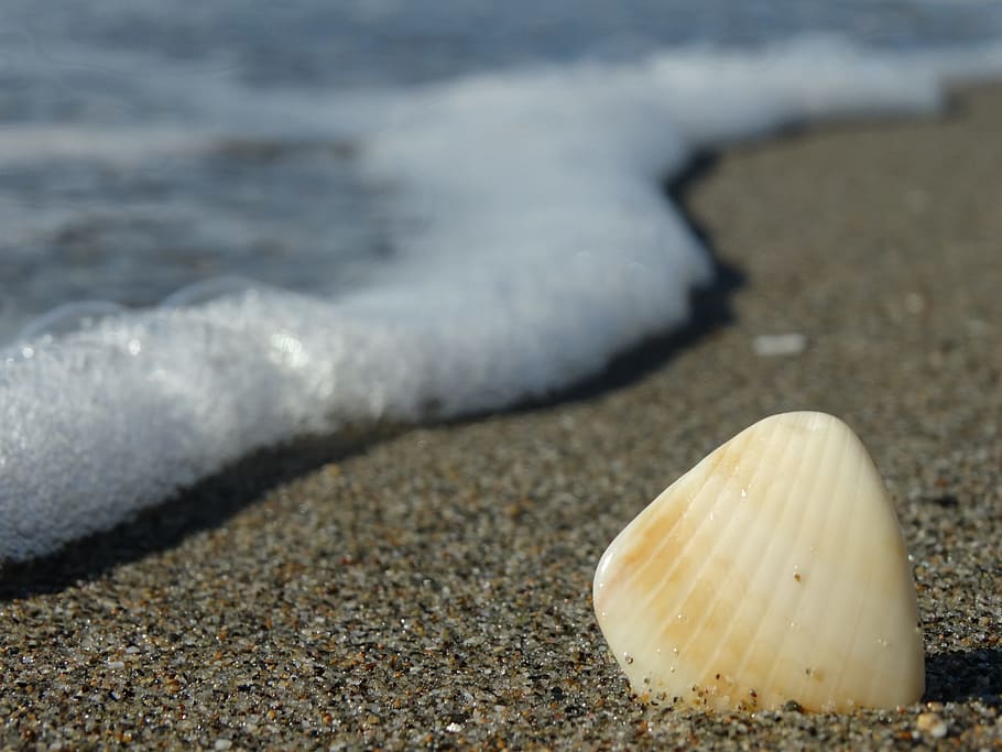 shell, sea, summer, beach, holiday, sun, closeup, water, sand HD wallpaper