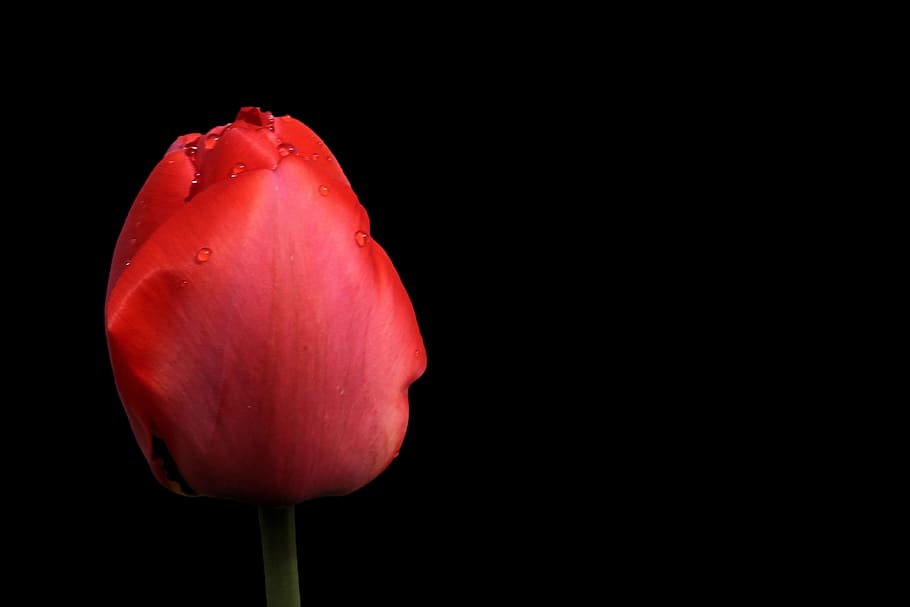 Tulips, Spring, Flower, red, spring flower, blossom, bloom HD wallpaper