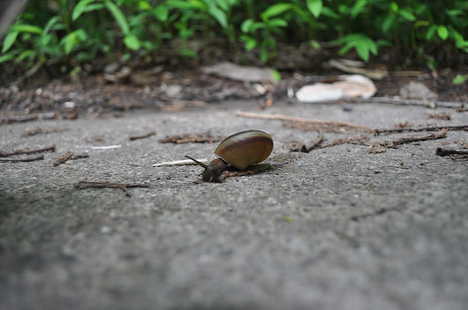 snail, animal, forest, animal wildlife, one animal, no people HD wallpaper