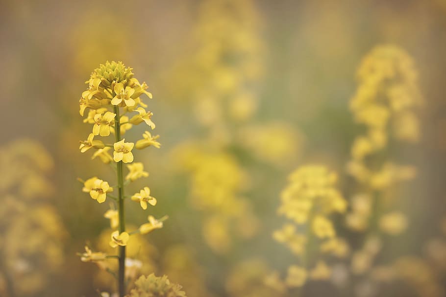 flower, spring, yellow, spring flower, nature, green, flora HD wallpaper