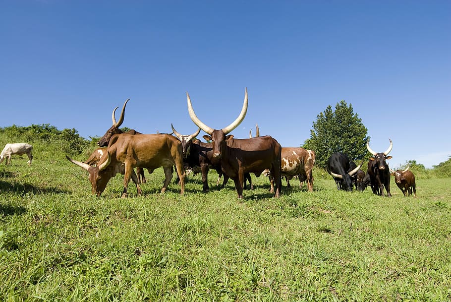 ankole cows, grazing, uganda, long horns, blue sky, africa