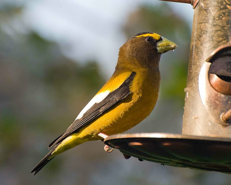 feeder, bird, perches, evening, an, grosbeak, birds, animals HD wallpaper