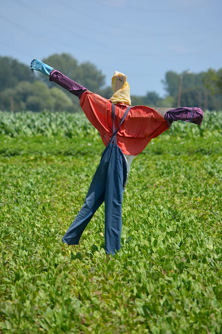 Scarecrow, Deterrent, Field, Crops, nature, plants, green, outdoors HD wallpaper