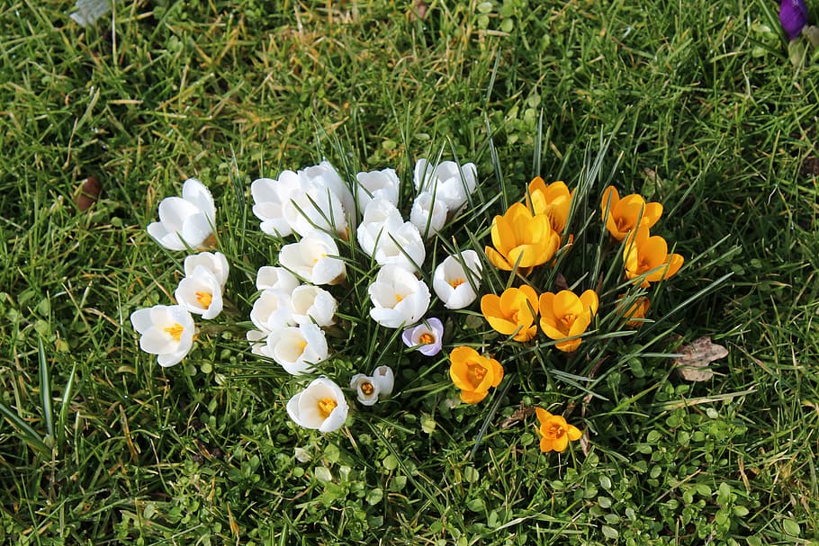 crocus, flowers, spring, yellow, white, flowering plant, vulnerability HD wallpaper