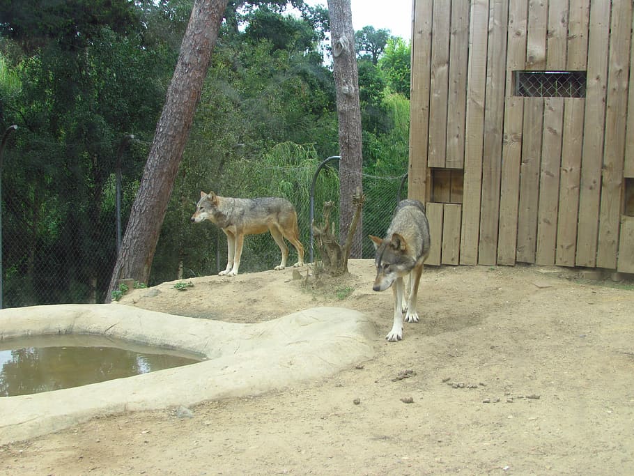 Wolves, Wolf, Zoo, Wild, Predator, animal themes, day, outdoors HD wallpaper