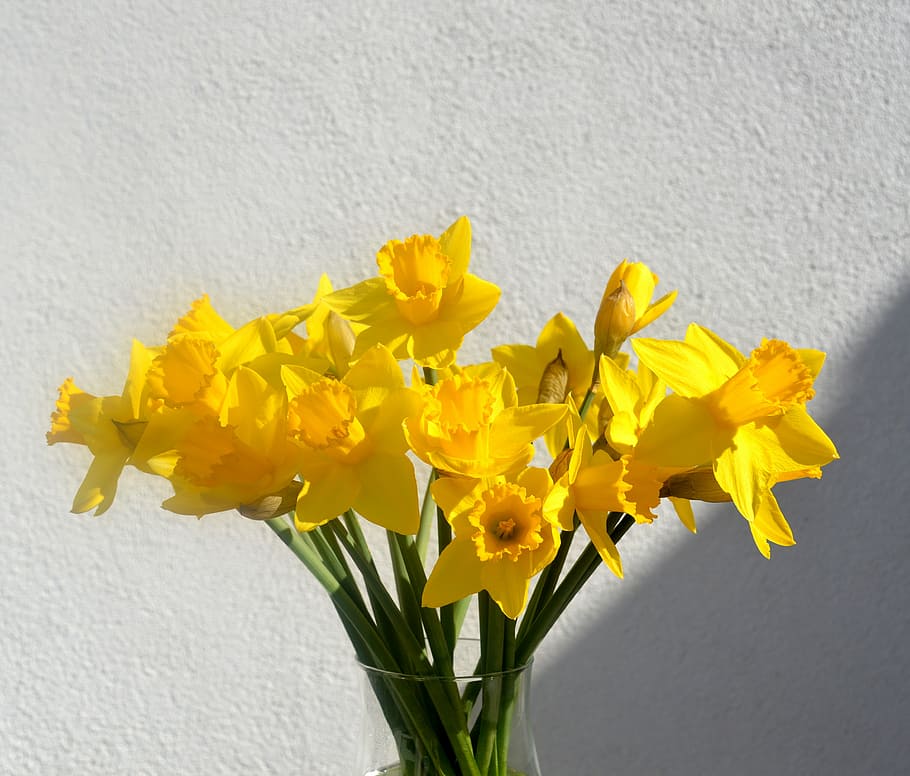 daffodils, osterglocken, yellow, spring, blossom, bloom, flowers HD wallpaper