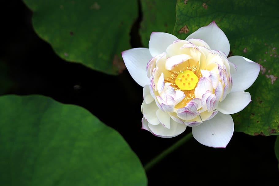closeup photography of white petaled flower, lotus, bloom, mein, HD wallpaper