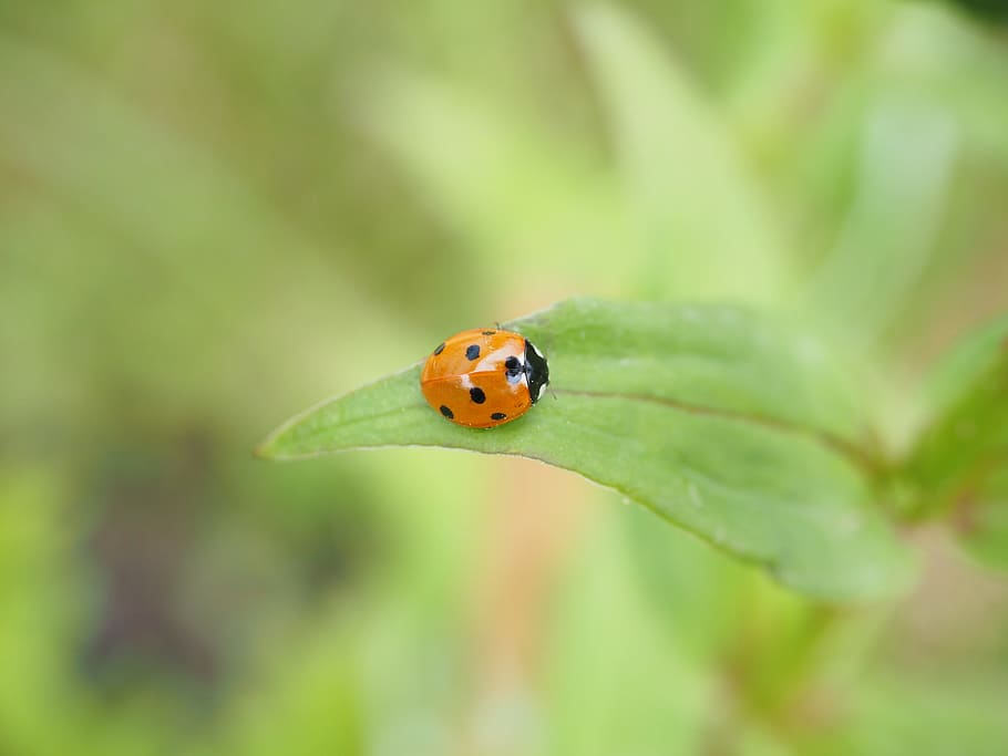 ladybug, coccinellidae, beetle, elytron, siebenpunkt ladybird HD wallpaper