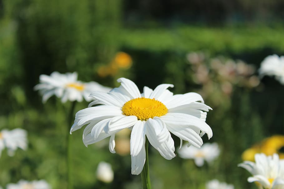 flowers, chamomile, flowering plant, fragility, vulnerability HD wallpaper