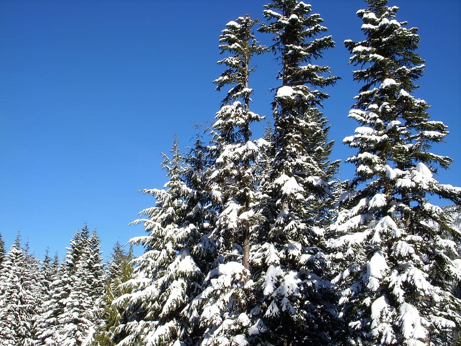 Trees, Winter, Snow, Cold, Season, forest, north america, nature HD wallpaper