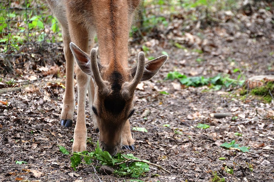 roe deer, wild, forest, hirsch, one animal, animal themes, mammal HD wallpaper