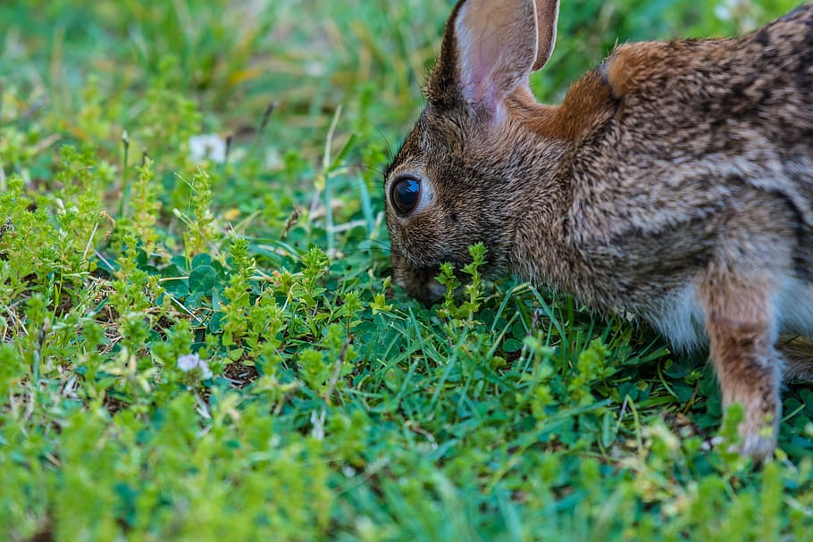 brown rabbit eating green grass at daytime, squirrel on grass during daytime, HD wallpaper