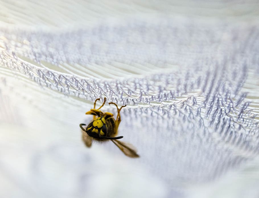 osa, insect, macro, wings, animal themes, one animal, animal wildlife HD wallpaper