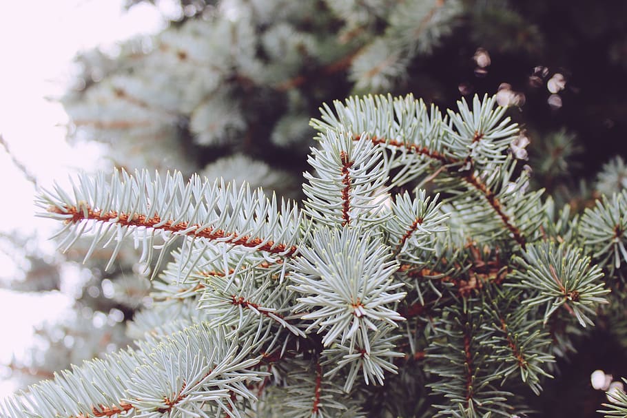 conifer, needles, tree, branch, nature, forest, fir tree, green HD wallpaper