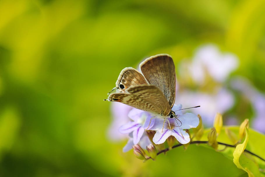 macro photography of beige butterfly on pollinating flower, selective focus photo of male brown butterfly on purple flower HD wallpaper