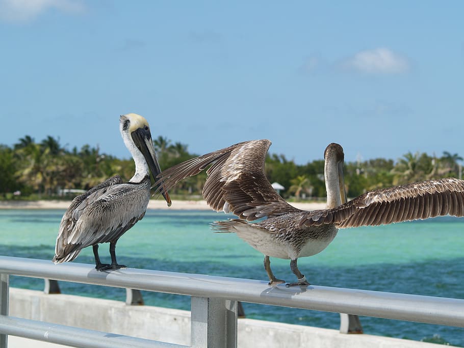 brown pelicans, key west, white street fishing peer, animal, HD wallpaper