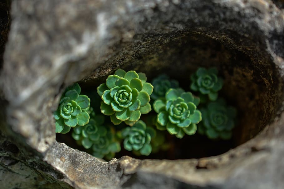 selective focus photography of green succulent plants, netřesk, HD wallpaper